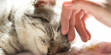 woman hand petting a cat head, love to animals